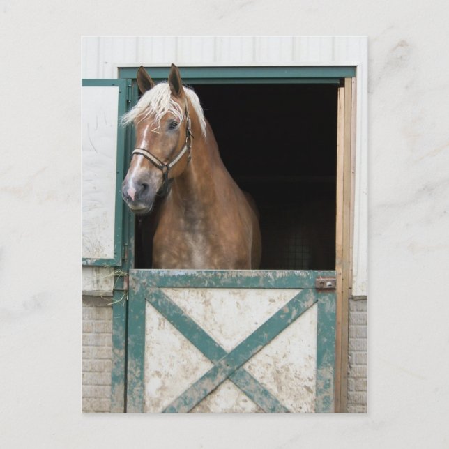Carte Postale Cheval Amish (Devant)