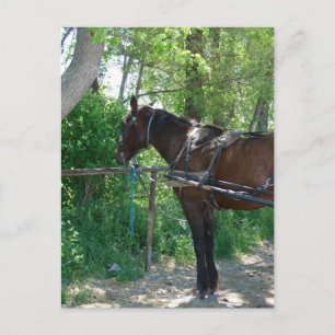 Carte Postale Cheval Amish Attendant Sous les Arbres