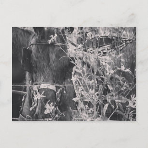 Carte Postale Cheval Amish en Grunge Noir et Blanc