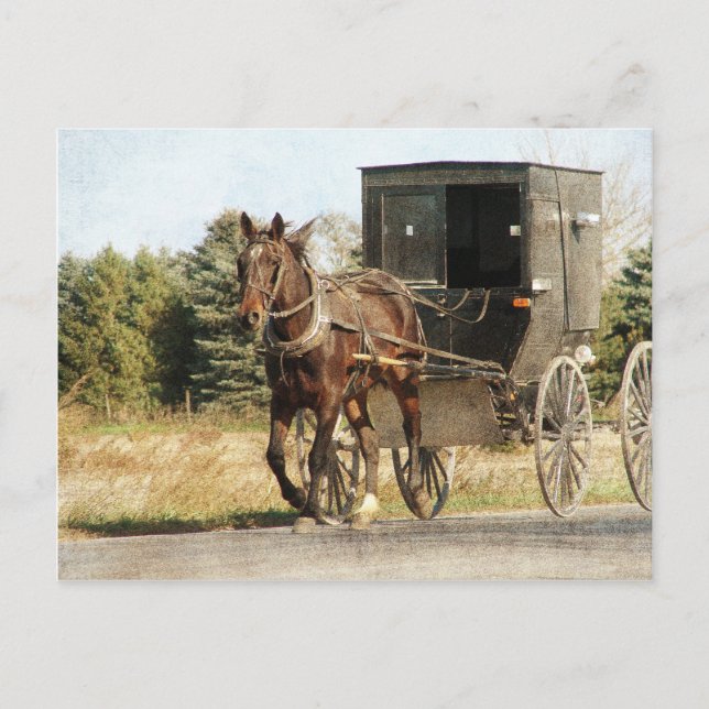 Carte Postale Cheval Amish et Buggy (Devant)