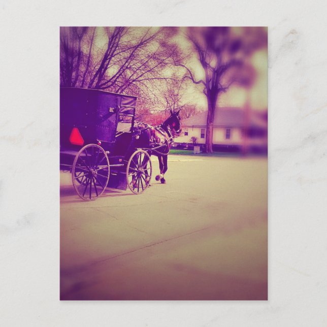Carte Postale Cheval Amish et Buggy (Devant)