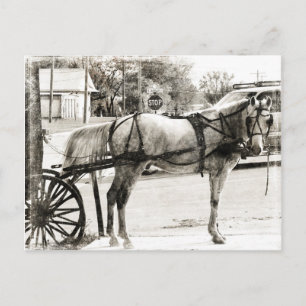 Carte Postale Cheval Amish gris en noir et blanc