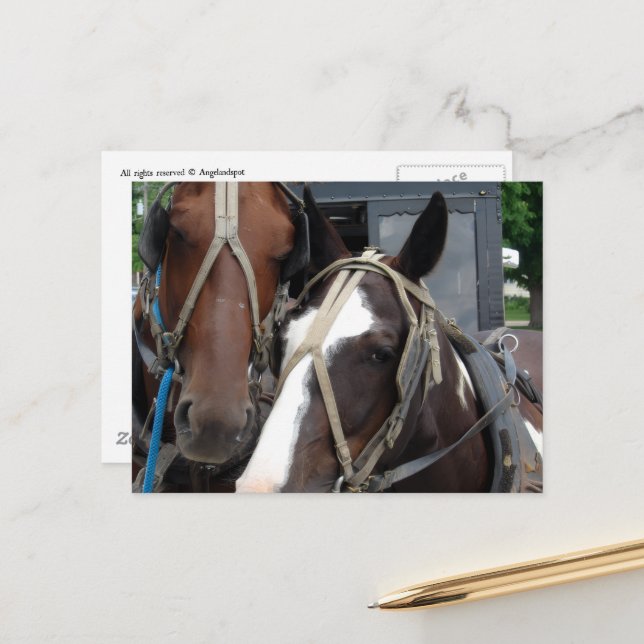 Carte Postale Cheval Amish Pinto Solide Chevaux et calèches Amis (Devant/Arrière en situation)