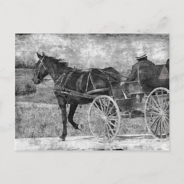 Carte Postale Cheval Amish Trot Away en noir et blanc (Devant)
