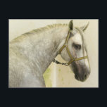 Carte Postale Cheval andalou gris pommelé<br><div class="desc">Un beau cheval andalou gris pommelé. Il porte un licol vert jaunâtre enchaîné au mur et se tient debout dans une écurie. Cet animal magnifique est debout de profil et a un grand œil brun amical et un museau gris velouté. Sa touffe grise blanchâtre extra longue pend autour de son...</div>