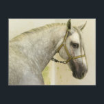 Carte Postale Cheval andalou gris pommelé<br><div class="desc">Un beau cheval andalou gris pommelé. Il porte un licol vert jaunâtre enchaîné au mur et se tient debout dans une écurie. Cet animal magnifique est debout de profil et a un grand œil brun amical et un museau gris velouté. Sa touffe grise blanchâtre extra longue pend autour de son...</div>