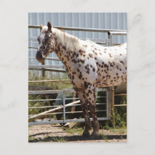 Carte Postale Cheval Appaloosa Brown tacheté