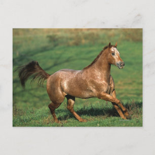 Carte Postale Cheval Appaloosa courant dans le champ de Grassy
