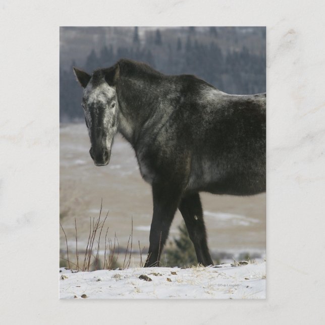 Carte Postale Cheval Appaloosa dans la neige (Devant)