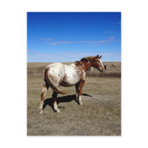 Cheval Appaloosa dans les prairies d'été