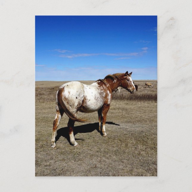 Carte Postale Cheval Appaloosa dans les prairies d'été (Devant)