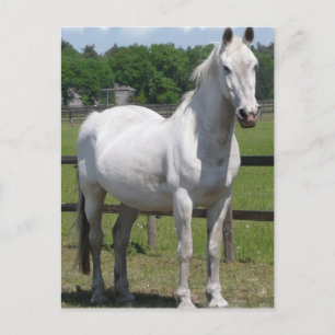 Carte postale Cheval arabe