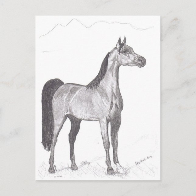 Carte Postale Cheval arabe au crayon (Devant)