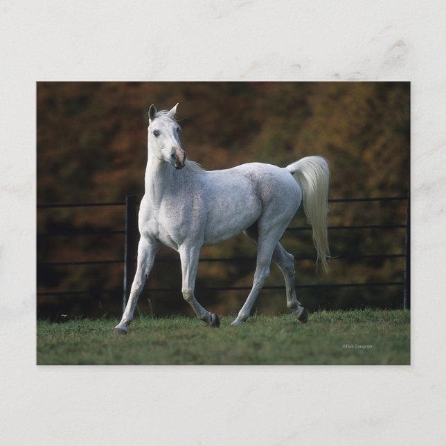 Carte Postale Cheval arabe courant 1 (Devant)