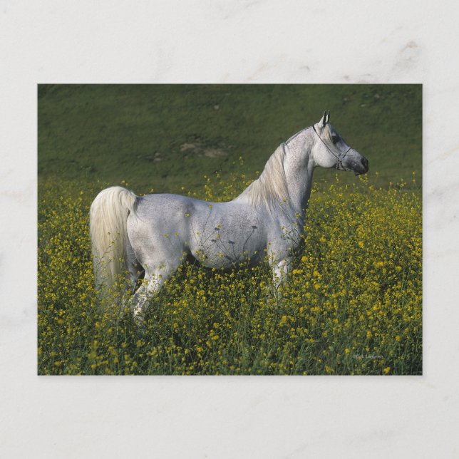 Carte Postale Cheval arabe debout en fleurs (Devant)