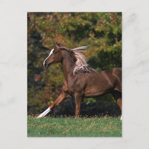 Carte Postale Cheval arabe en campagne de graminées
