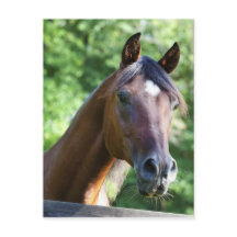 Cheval arabe polonais