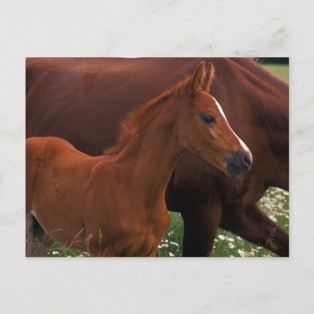 Carte Postale Cheval Arabe près de Mère (Devant)