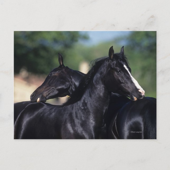 Carte Postale Cheval Arabe qui s'écroule (Devant)