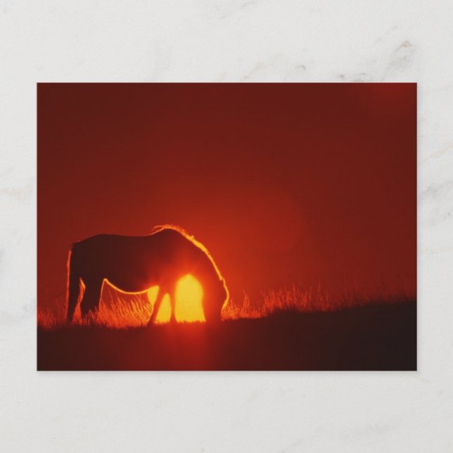 Carte Postale Cheval au coucher du soleil rouge (Devant)