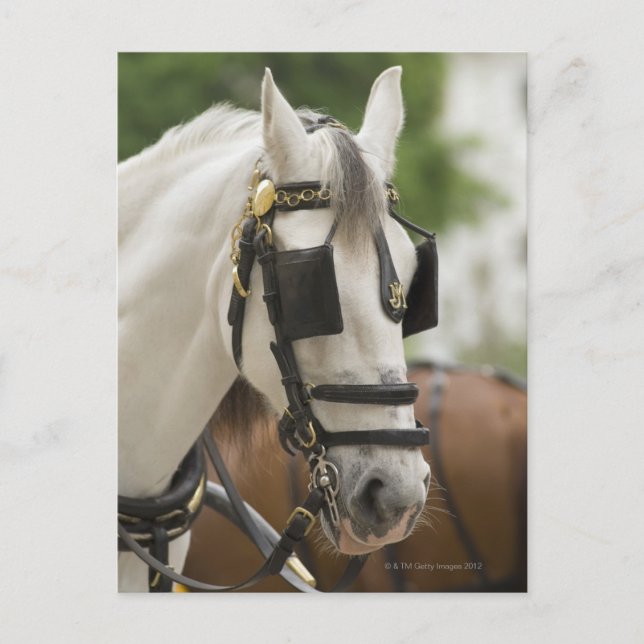 Carte Postale Cheval avec œillères (Devant)