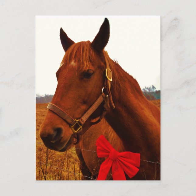 Carte Postale Cheval avec un ruban rouge (Devant)
