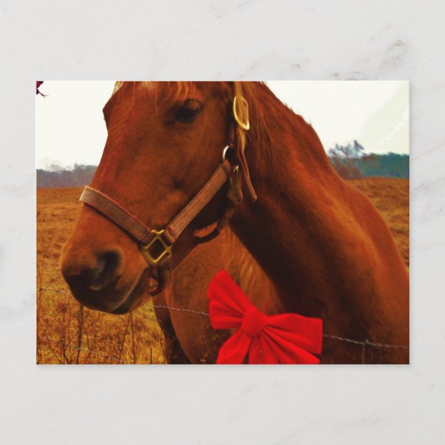 Carte Postale Cheval avec un ruban rouge (Devant)