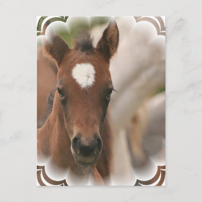 Carte postale Cheval Baby (Devant)