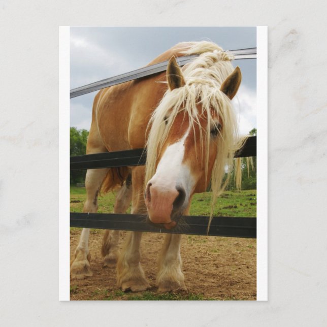Carte Postale Cheval Belge, Vous Avez Des Carottes ? (Devant)