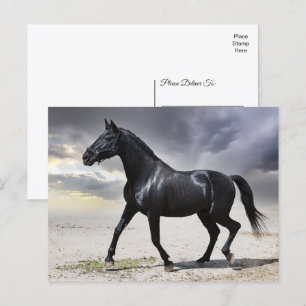Carte Postale Cheval Black Stallion - Bonjour, Merci, Amour