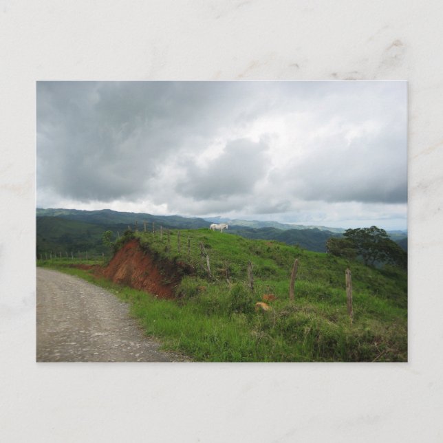 Carte Postale Cheval blanc (Devant)