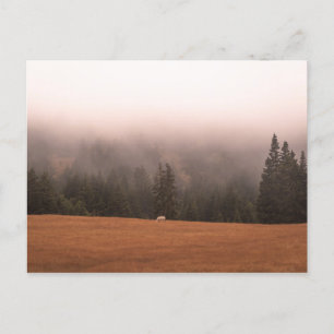 Carte Postale Cheval blanc