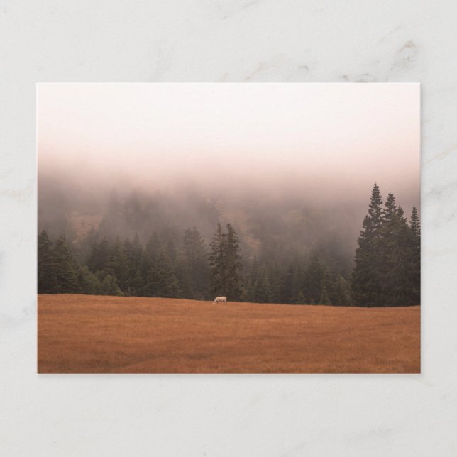 Carte Postale Cheval blanc (Devant)