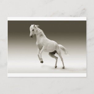 Carte Postale cheval blanc