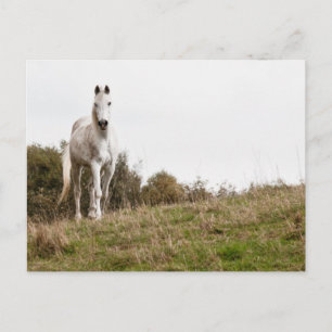 Carte Postale Cheval blanc