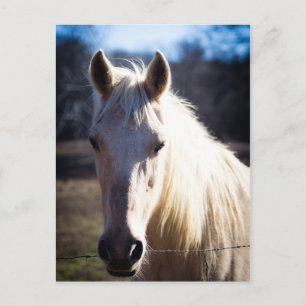 Carte postale Cheval Blanc