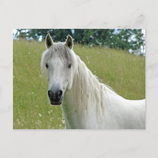 Carte Postale Cheval blanc (Devant)