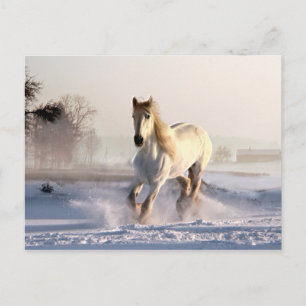 Carte Postale Cheval blanc à travers la neige d'hiver
