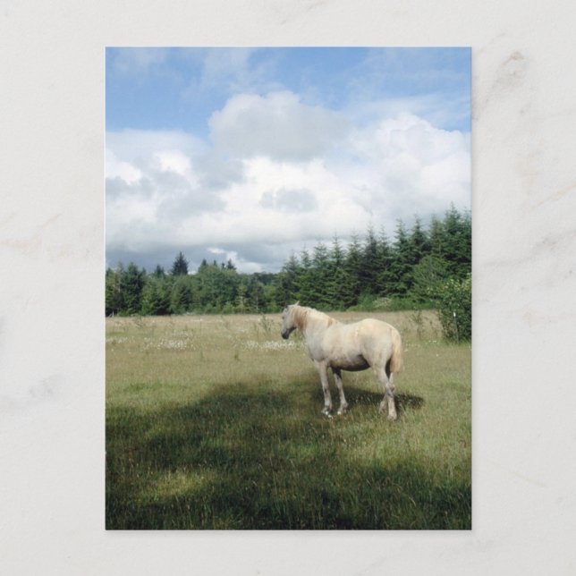 Carte Postale Cheval blanc au pâturage (Devant)