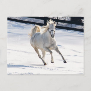 Carte Postale Cheval Blanc Courant Dans La Neige