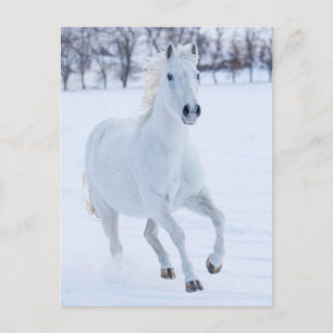 Carte Postale Cheval blanc courant dans la neige