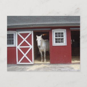 Carte Postale Cheval Blanc Dans La Grange Rouge
