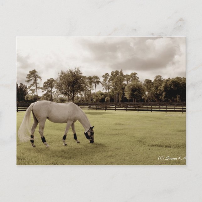 Carte Postale cheval blanc dans pâturage pâturage vieux style (Devant)