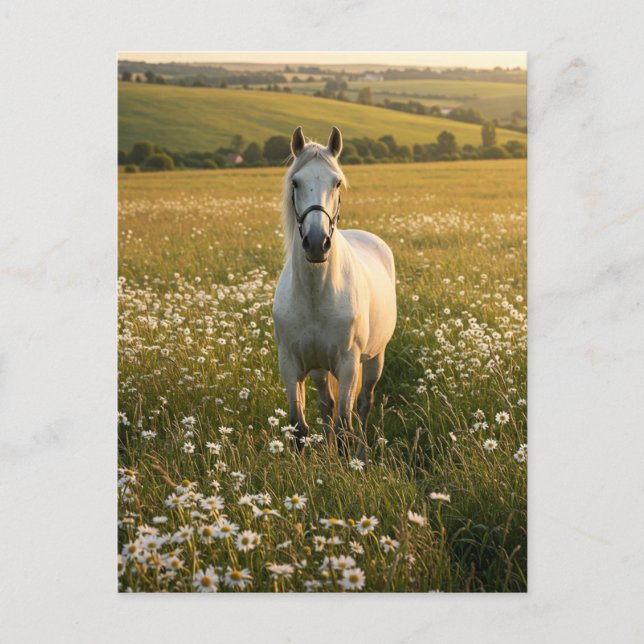 Carte postale Cheval Blanc dans Prairie de Fleurs  (Devant)