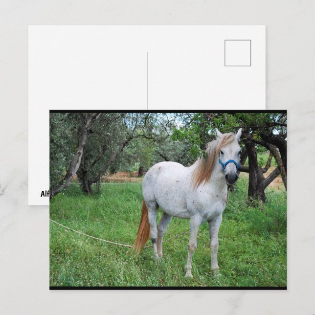 Carte Postale Cheval Blanc dans un Champ d'Herbe (Devant / Derrière)