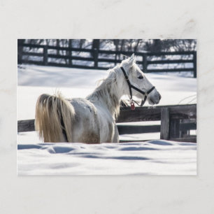 Carte Postale Cheval Blanc En Neige