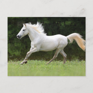 Carte Postale Cheval blanc galopant