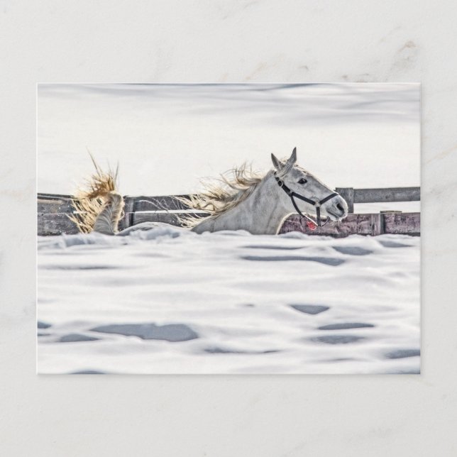 Carte Postale Cheval Blanc Galopant Dans La Neige (Devant)