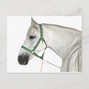 Carte Postale Cheval blanc Lipizzaner