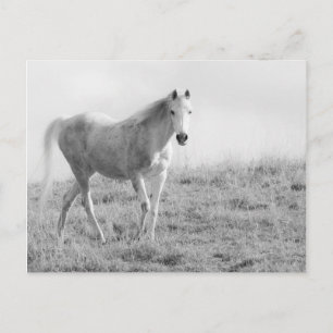 Carte Postale Cheval blanc monochrome